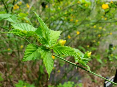 Spring at Institute for Nature Study 2