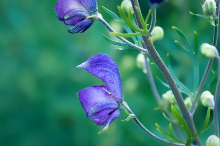 Blue blue flowers lamiaceae