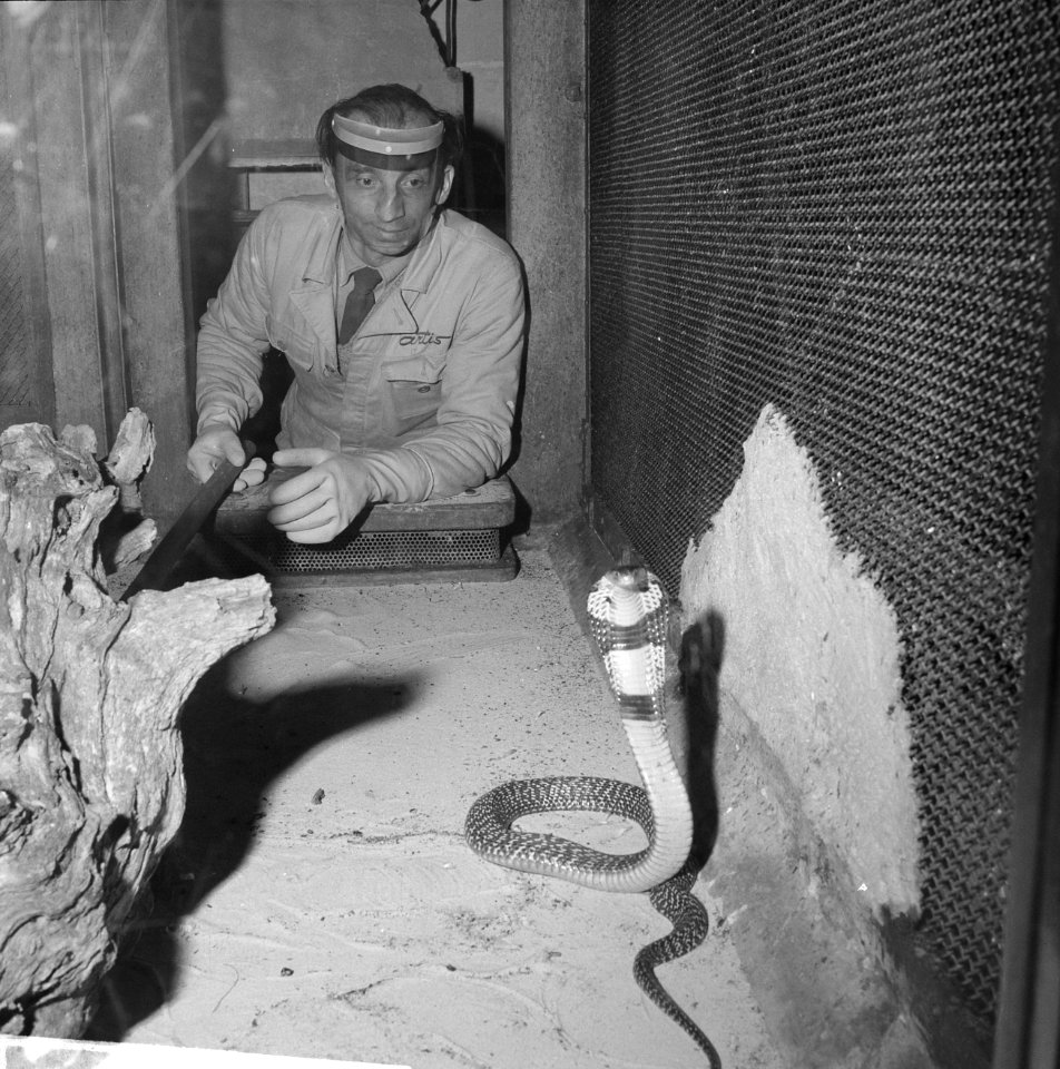 Spuwende Cobra in Artis, Bestanddeelnr 914-6376