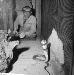 Spuwende Cobra in Artis, Bestanddeelnr 914-6376