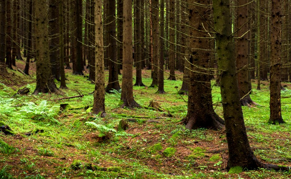 Spruce forest at Holma by Gullmarn 4