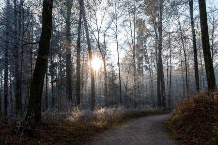 Winter sunny trail