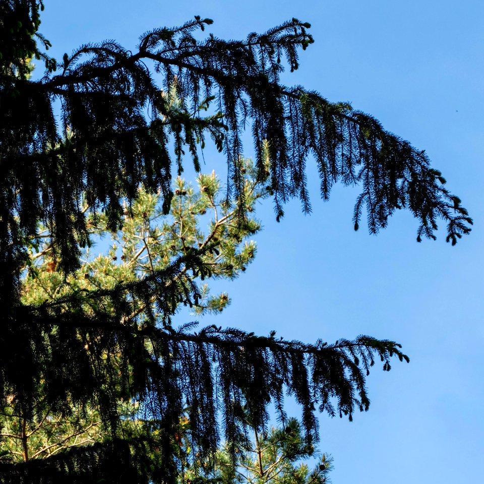 Spruce fringes