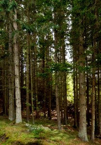 Spruces in Grytan, Immestad 2