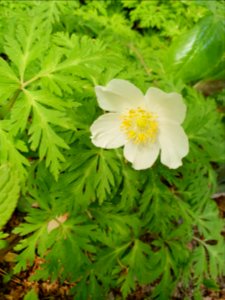 Spring plants at Institute for Nature Study 7