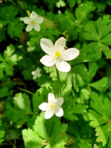Spring plants at Institute for Nature Study 3