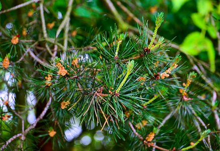 Plant pine cone nature photo