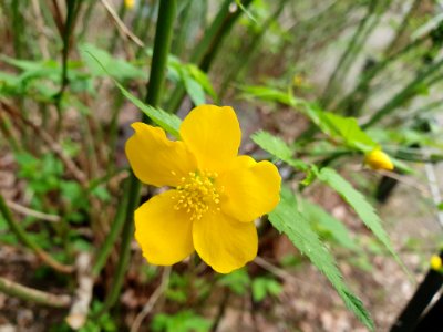 Spring at Institute for Nature Study 4