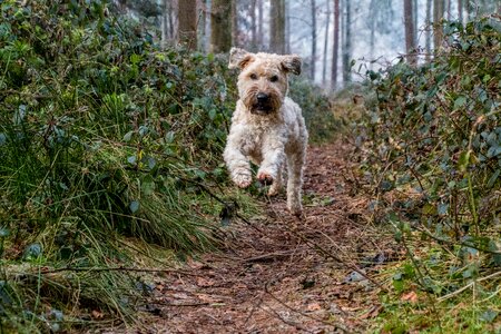 Autumn leaves irish soft coated wheaten terrier
