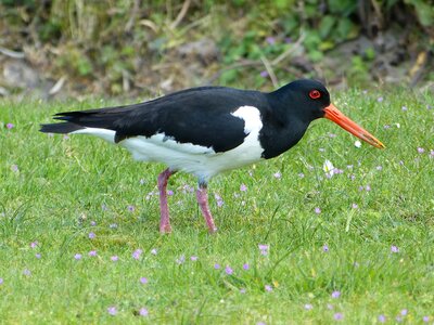 North sea red beak bird black and white photo