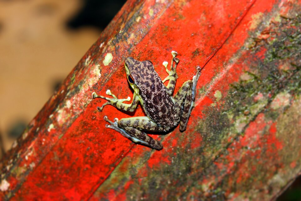 Animal amphibian macro