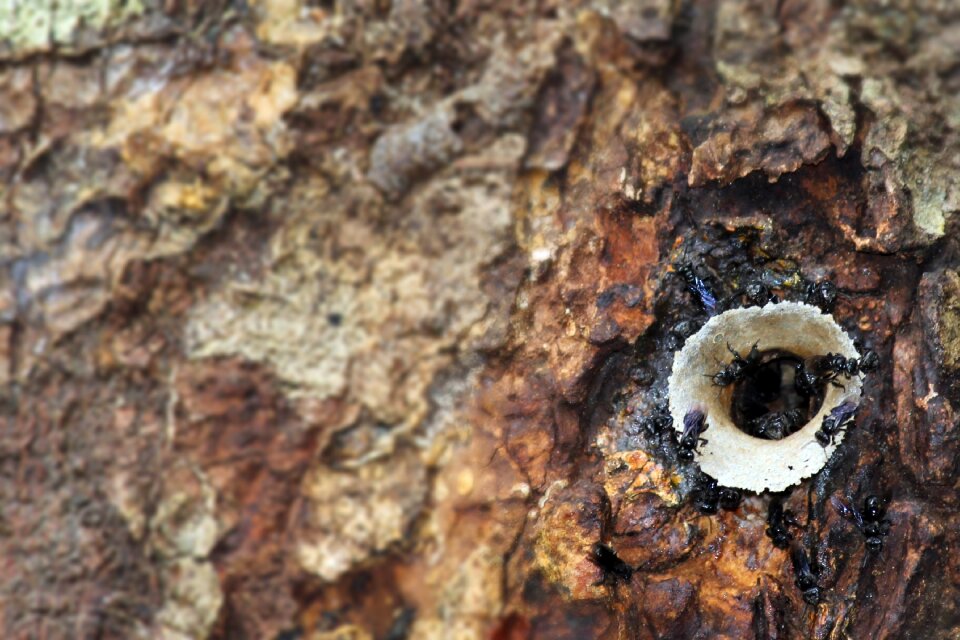 Nature macro close