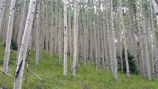 Woods colorado outdoors photo