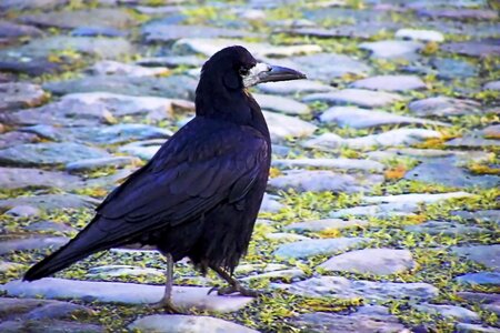 Raven bird nature animal