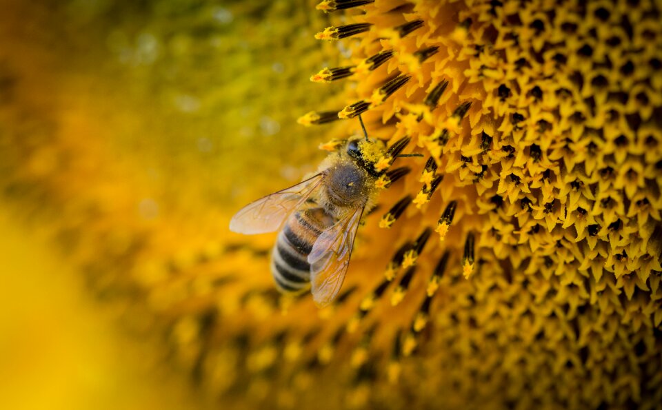 Sunflower brown sunflower brown bee