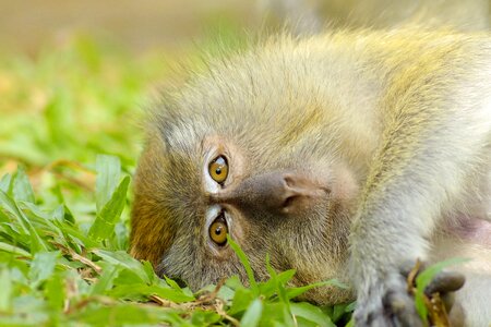 Baby wildlife mammal