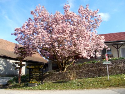 Sromlje 16