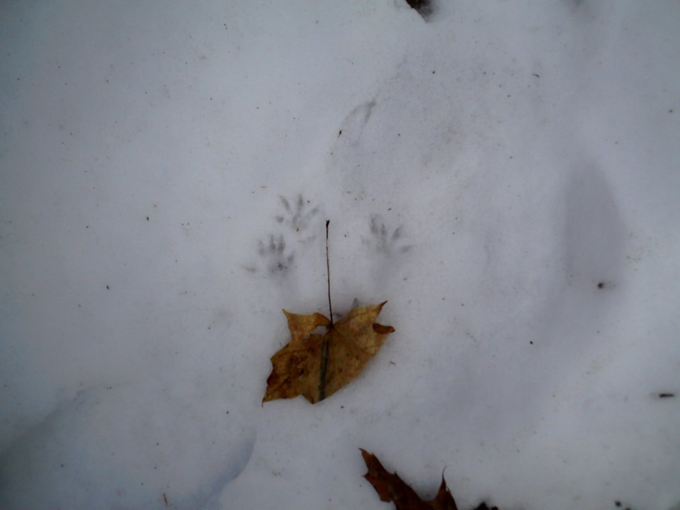 Squirrel foot prints 05