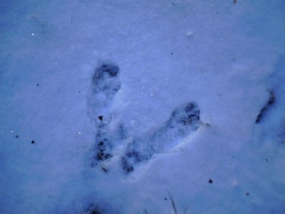Squirrel foot prints 01