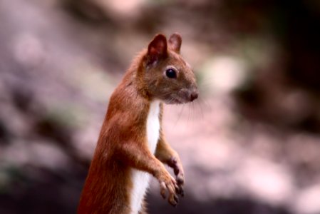 Squirrel (166071817)