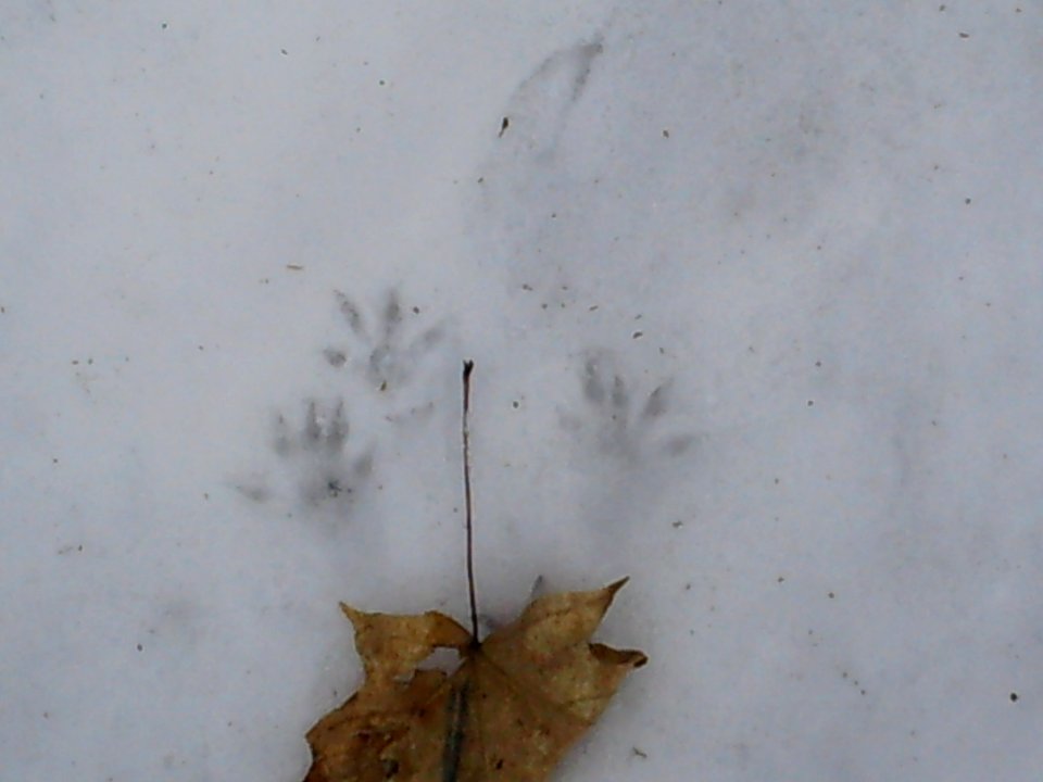 Squirrel foot prints 07