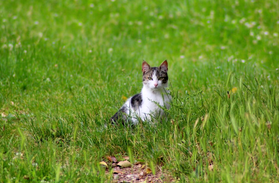 Animal green feline