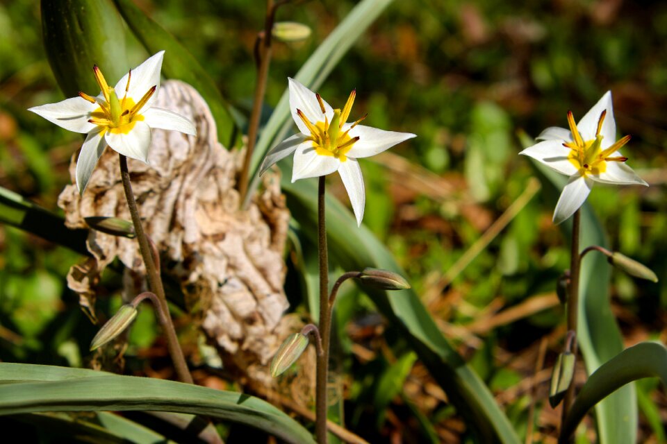 Bloom bloom yellow-white