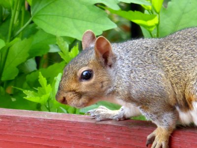 Squirrel-head photo