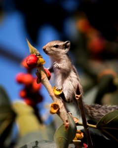 Squirrel on breakfast