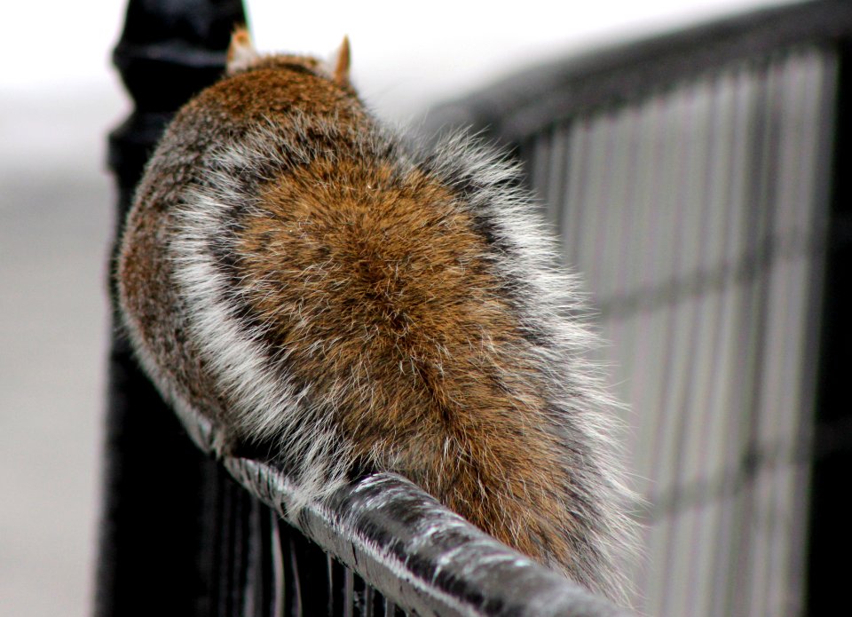 Squirrel New York City 2014