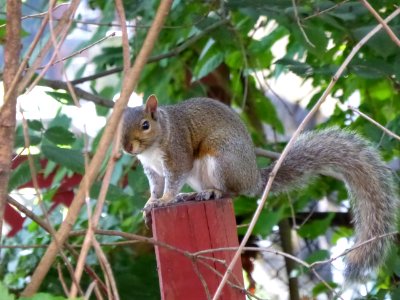 Squirrel-3