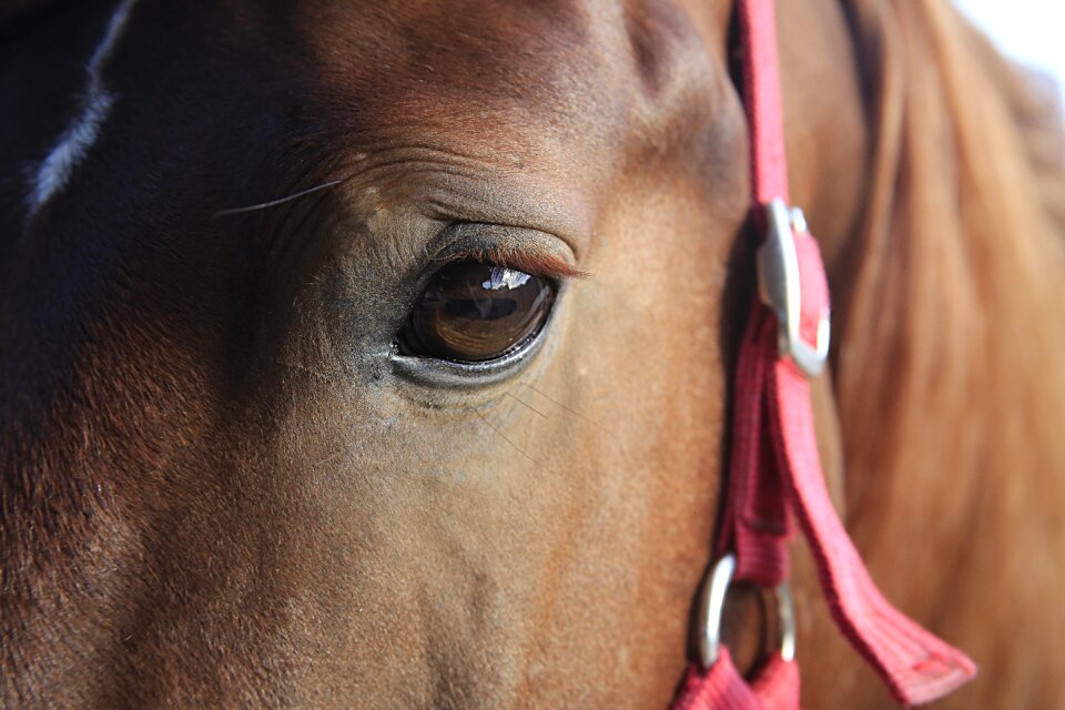 Equine horse head mane