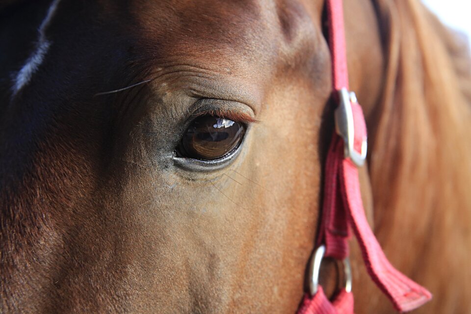 Equine horse head mane photo