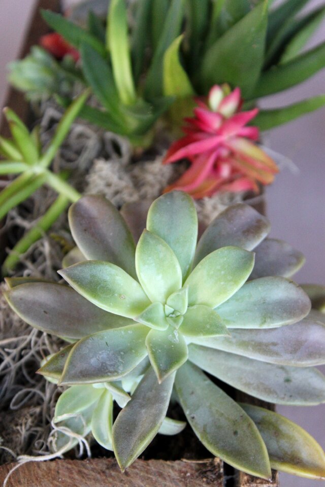 Garden planters nature