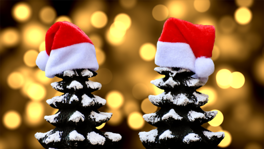 Trees funny santa hat