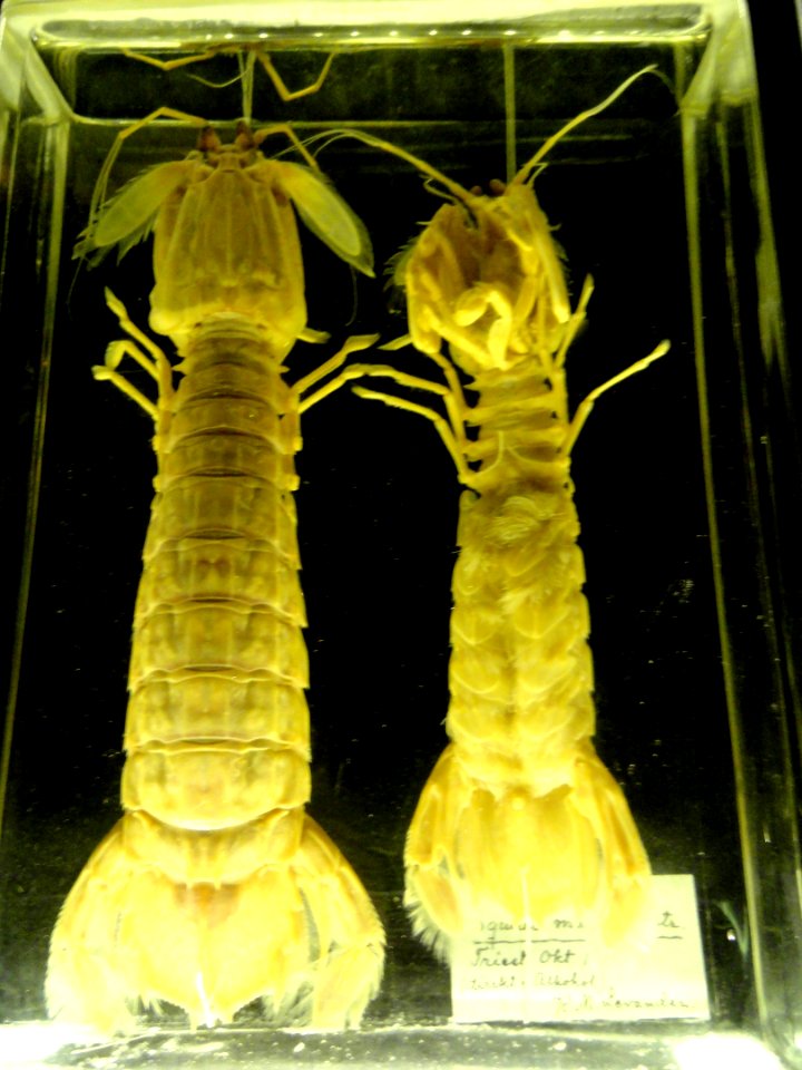 Squilla mantis - Finnish Museum of Natural History - DSC04679
