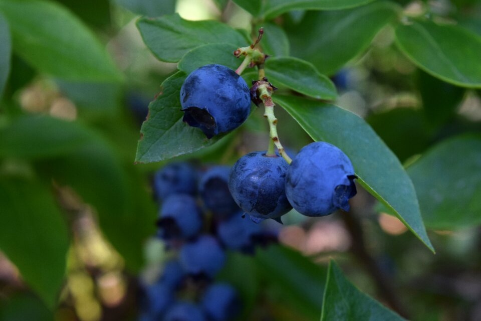 Healthy fresh nature