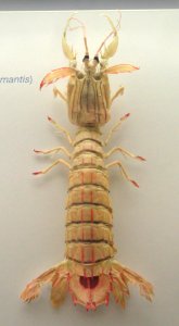 Squilla mantis - Naturmuseum Senckenberg - DSC02132