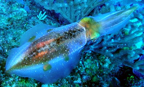 Squid (165767123)