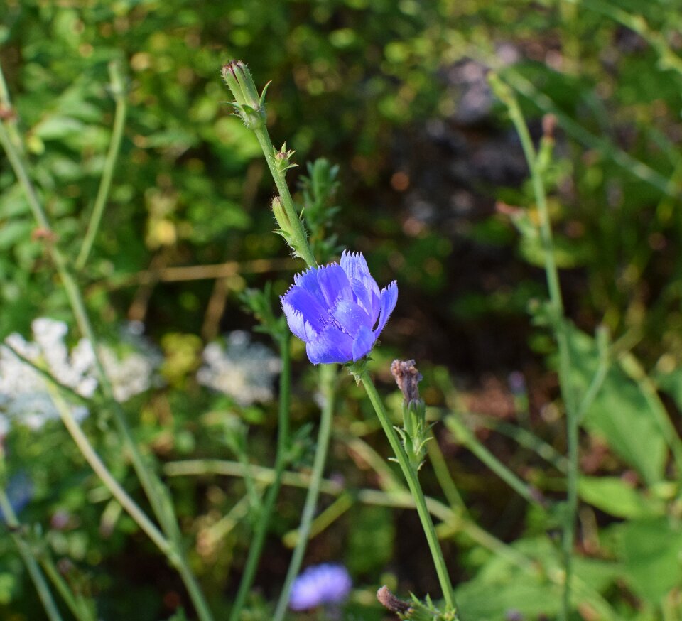 Bloom wildflower plant