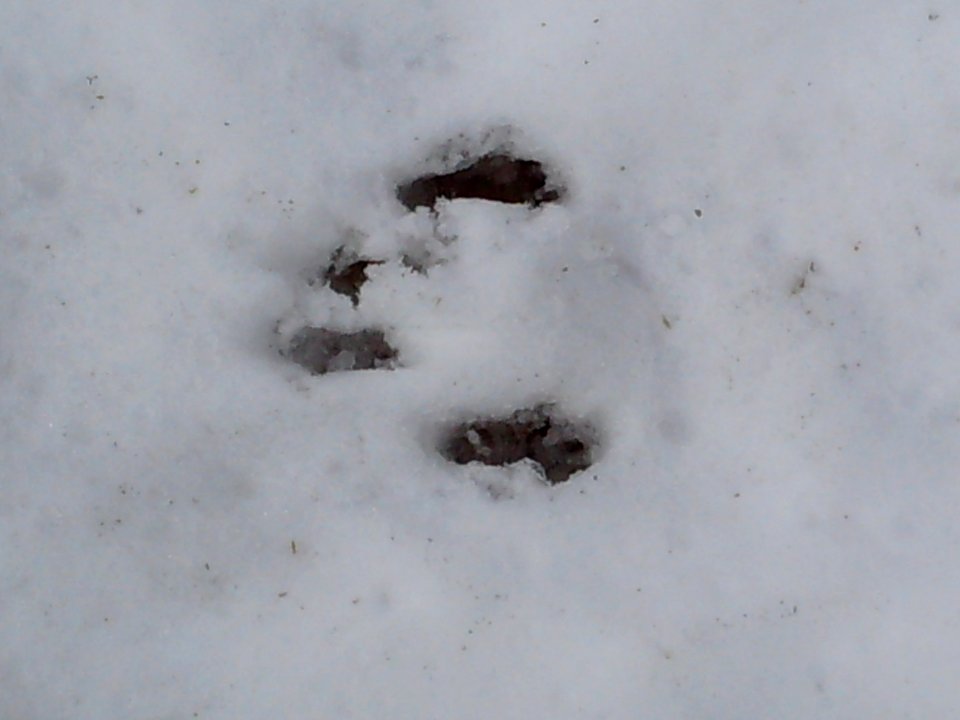Squirrel foot prints 04