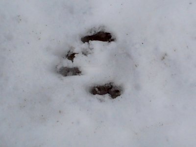Squirrel foot prints 04