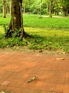Squirrel in Ramna Park 