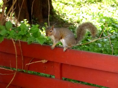 Squirrel-2