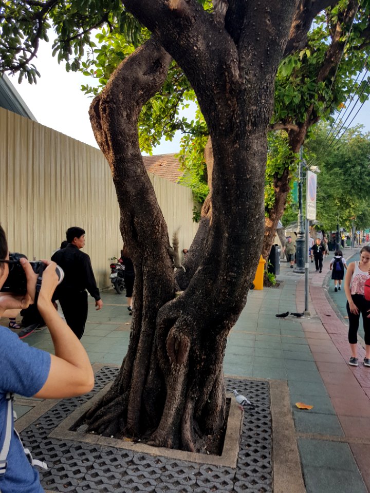 Squirrels at Bangkok Grand Palace - 2017-01-19 - 003