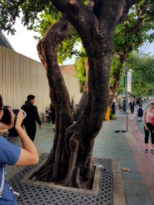 Squirrels at Bangkok Grand Palace - 2017-01-19 - 003