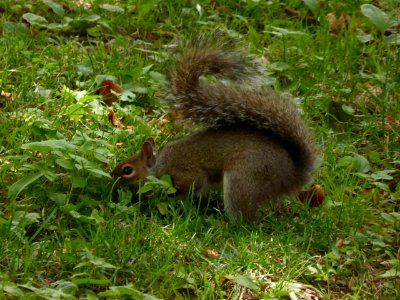 Squirrel-7 photo