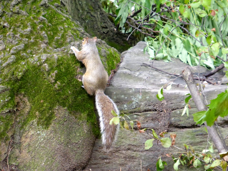 Squirrel-nyc-central-park-1
