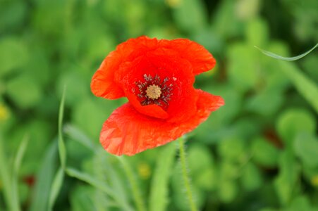 Spring flower nature