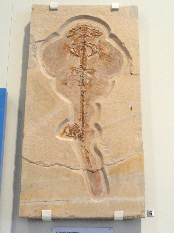 Squatina acanthoderma, Solnhofen, Germany, Late Jurassic - Royal Ontario Museum - DSC09948